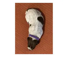 AKC registered German Shorthaired Pointers - 8