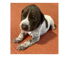 AKC registered German Shorthaired Pointers - 9