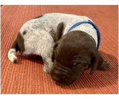 AKC registered German Shorthaired Pointers - 10