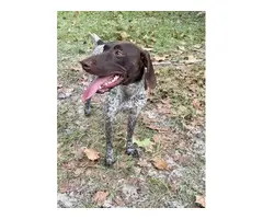 AKC registered German Shorthaired Pointers - 14