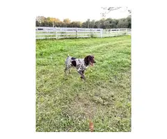 AKC registered German Shorthaired Pointers - 15