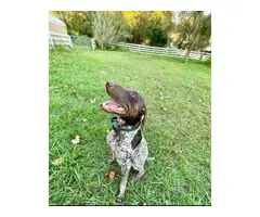 AKC registered German Shorthaired Pointers - 16