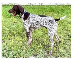 AKC registered German Shorthaired Pointers - 17