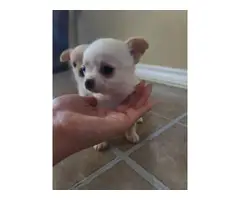 2 adorable apple-head chihuahua puppies - 2