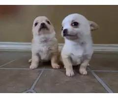 2 adorable apple-head chihuahua puppies - 3