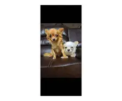 2 adorable apple-head chihuahua puppies - 5