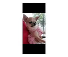 2 adorable apple-head chihuahua puppies - 7