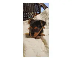 Silky terrier puppies available for adoption