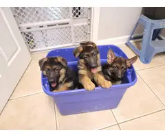 10 weeks old German Shepherd puppies