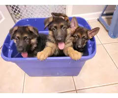 10 weeks old German Shepherd puppies - 2