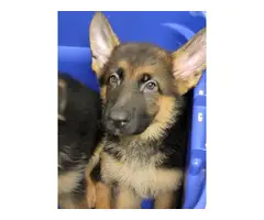 10 weeks old German Shepherd puppies - 4