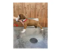 5 boxer puppies available - 1