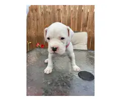 5 boxer puppies available - 3