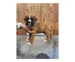 5 boxer puppies available - 4