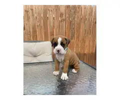 5 boxer puppies available - 5