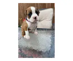 5 boxer puppies available - 6