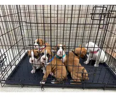 5 boxer puppies available - 7