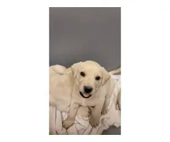 5 yellow Labrador puppies ready to find a new home - 3