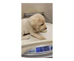 5 yellow Labrador puppies ready to find a new home - 4