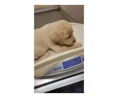 5 yellow Labrador puppies ready to find a new home - 8