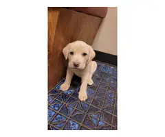 5 yellow Labrador puppies ready to find a new home - 10