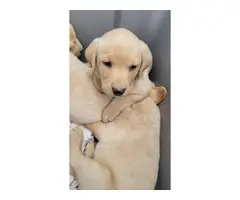 5 yellow Labrador puppies ready to find a new home - 11
