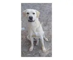 5 yellow Labrador puppies ready to find a new home - 12