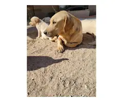5 yellow Labrador puppies ready to find a new home - 13
