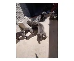 Pit bull puppies needing new homes - 2