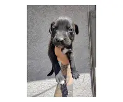 Pit bull puppies needing new homes - 3