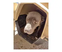 Pit bull puppies needing new homes - 7