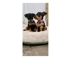 Miniature pinscher puppies - 3
