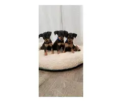 Miniature pinscher puppies - 4