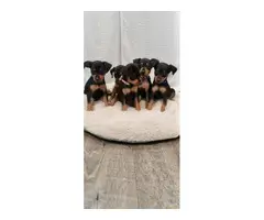 Miniature pinscher puppies - 5