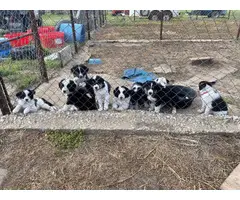 9 beautiful Border collie puppies