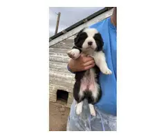 9 beautiful Border collie puppies - 9