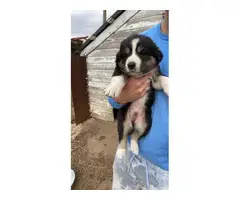 9 beautiful Border collie puppies - 10