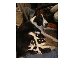 9 beautiful Border collie puppies - 11