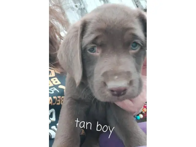5 male and 2 female Chocolate lab puppies for sale - 1/7