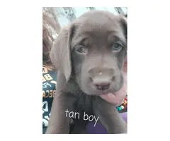 5 male and 2 female Chocolate lab puppies for sale