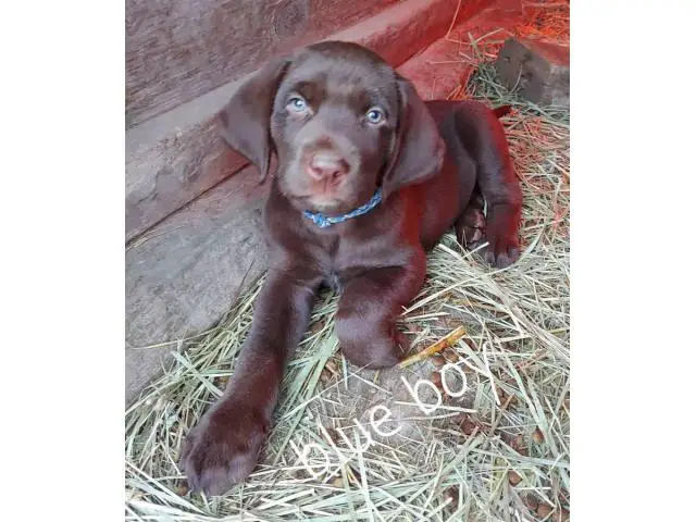 5 male and 2 female Chocolate lab puppies for sale - 2/7
