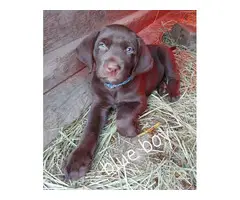 5 male and 2 female Chocolate lab puppies for sale - 2
