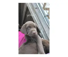 5 male and 2 female Chocolate lab puppies for sale - 3