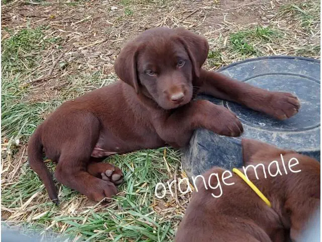 5 male and 2 female Chocolate lab puppies for sale - 5/7