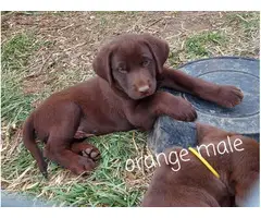 5 male and 2 female Chocolate lab puppies for sale - 5