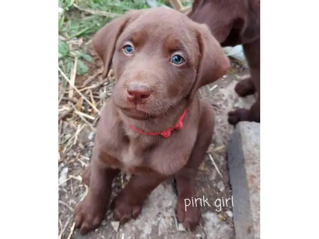 5 male and 2 female Chocolate lab puppies for sale - 6/7