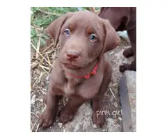 5 male and 2 female Chocolate lab puppies for sale - 6