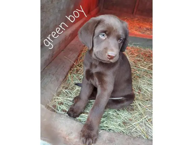 5 male and 2 female Chocolate lab puppies for sale - 7/7