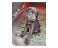 5 male and 2 female Chocolate lab puppies for sale - 7
