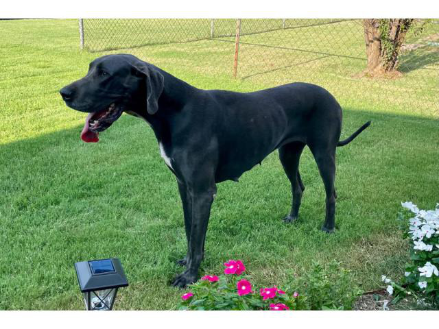 Black and white Great dane female puppy Oklahoma City - Puppies for ...